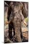 Awesome South Africa Collection - African Elephant IX-Philippe Hugonnard-Mounted Photographic Print