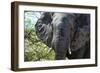 Awesome South Africa Collection - African Elephant Portrait-Philippe Hugonnard-Framed Photographic Print