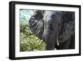 Awesome South Africa Collection - African Elephant Portrait-Philippe Hugonnard-Framed Photographic Print