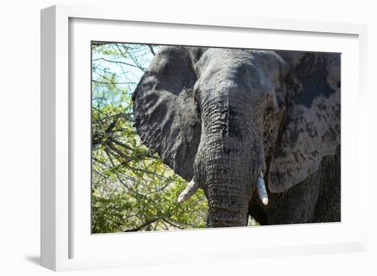 Awesome South Africa Collection - African Elephant Portrait-Philippe Hugonnard-Framed Photographic Print