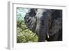 Awesome South Africa Collection - African Elephant Portrait-Philippe Hugonnard-Framed Photographic Print