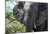 Awesome South Africa Collection - African Elephant Portrait-Philippe Hugonnard-Mounted Photographic Print