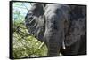 Awesome South Africa Collection - African Elephant Portrait-Philippe Hugonnard-Framed Stretched Canvas