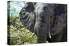 Awesome South Africa Collection - African Elephant Portrait-Philippe Hugonnard-Stretched Canvas