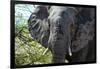Awesome South Africa Collection - African Elephant Portrait-Philippe Hugonnard-Framed Photographic Print