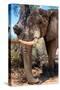 Awesome South Africa Collection - African Elephant V-Philippe Hugonnard-Stretched Canvas