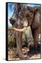 Awesome South Africa Collection - African Elephant V-Philippe Hugonnard-Framed Stretched Canvas