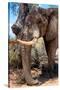 Awesome South Africa Collection - African Elephant V-Philippe Hugonnard-Stretched Canvas