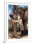 Awesome South Africa Collection - African Elephant V-Philippe Hugonnard-Framed Premium Photographic Print