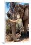 Awesome South Africa Collection - African Elephant V-Philippe Hugonnard-Framed Photographic Print