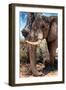 Awesome South Africa Collection - African Elephant V-Philippe Hugonnard-Framed Photographic Print