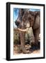 Awesome South Africa Collection - African Elephant V-Philippe Hugonnard-Framed Photographic Print