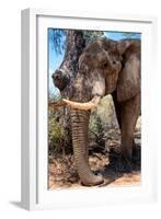 Awesome South Africa Collection - African Elephant V-Philippe Hugonnard-Framed Photographic Print