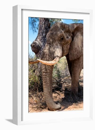 Awesome South Africa Collection - African Elephant V-Philippe Hugonnard-Framed Photographic Print