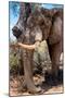 Awesome South Africa Collection - African Elephant V-Philippe Hugonnard-Mounted Photographic Print