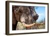 Awesome South Africa Collection - African Elephant VI-Philippe Hugonnard-Framed Photographic Print