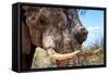 Awesome South Africa Collection - African Elephant VI-Philippe Hugonnard-Framed Stretched Canvas