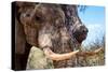 Awesome South Africa Collection - African Elephant VI-Philippe Hugonnard-Stretched Canvas