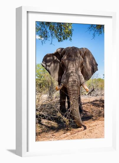Awesome South Africa Collection - African Elephant VII-Philippe Hugonnard-Framed Photographic Print
