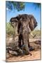 Awesome South Africa Collection - African Elephant VII-Philippe Hugonnard-Mounted Photographic Print