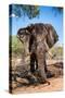 Awesome South Africa Collection - African Elephant VII-Philippe Hugonnard-Stretched Canvas