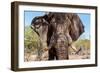 Awesome South Africa Collection - African Elephant VIII-Philippe Hugonnard-Framed Photographic Print