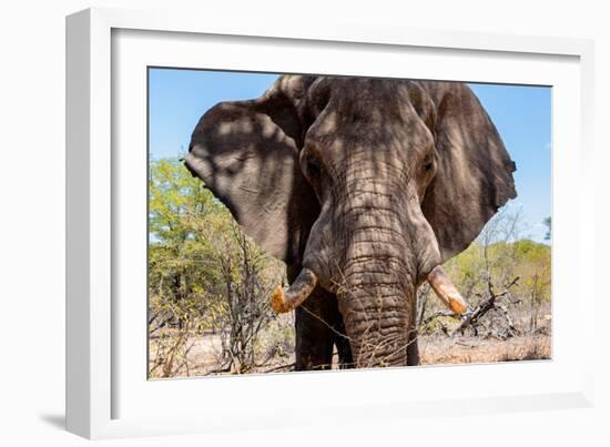 Awesome South Africa Collection - African Elephant VIII-Philippe Hugonnard-Framed Photographic Print