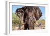 Awesome South Africa Collection - African Elephant VIII-Philippe Hugonnard-Framed Photographic Print