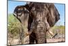 Awesome South Africa Collection - African Elephant VIII-Philippe Hugonnard-Mounted Photographic Print