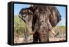 Awesome South Africa Collection - African Elephant VIII-Philippe Hugonnard-Framed Stretched Canvas