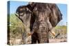 Awesome South Africa Collection - African Elephant VIII-Philippe Hugonnard-Stretched Canvas