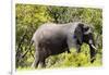 Awesome South Africa Collection - African Elephant-Philippe Hugonnard-Framed Photographic Print