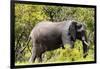 Awesome South Africa Collection - African Elephant-Philippe Hugonnard-Framed Photographic Print