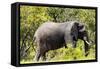 Awesome South Africa Collection - African Elephant-Philippe Hugonnard-Framed Stretched Canvas