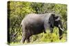 Awesome South Africa Collection - African Elephant-Philippe Hugonnard-Stretched Canvas