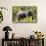 Awesome South Africa Collection - African Elephant-Philippe Hugonnard-Framed Stretched Canvas displayed on a wall