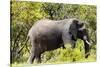 Awesome South Africa Collection - African Elephant-Philippe Hugonnard-Stretched Canvas