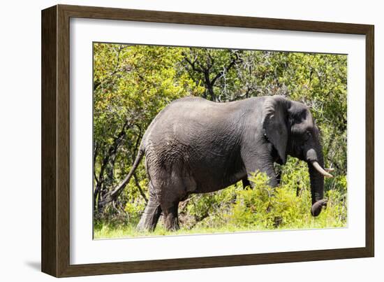 Awesome South Africa Collection - African Elephant-Philippe Hugonnard-Framed Photographic Print