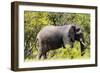 Awesome South Africa Collection - African Elephant-Philippe Hugonnard-Framed Photographic Print