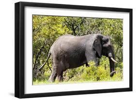 Awesome South Africa Collection - African Elephant-Philippe Hugonnard-Framed Photographic Print