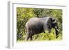 Awesome South Africa Collection - African Elephant-Philippe Hugonnard-Framed Photographic Print