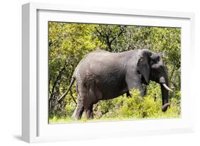 Awesome South Africa Collection - African Elephant-Philippe Hugonnard-Framed Photographic Print