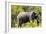 Awesome South Africa Collection - African Elephant-Philippe Hugonnard-Framed Photographic Print