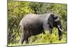 Awesome South Africa Collection - African Elephant-Philippe Hugonnard-Mounted Photographic Print