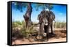 Awesome South Africa Collection - African Elephant-Philippe Hugonnard-Framed Stretched Canvas