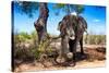 Awesome South Africa Collection - African Elephant-Philippe Hugonnard-Stretched Canvas