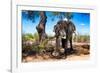 Awesome South Africa Collection - African Elephant-Philippe Hugonnard-Framed Photographic Print