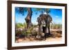 Awesome South Africa Collection - African Elephant-Philippe Hugonnard-Framed Photographic Print