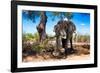 Awesome South Africa Collection - African Elephant-Philippe Hugonnard-Framed Photographic Print