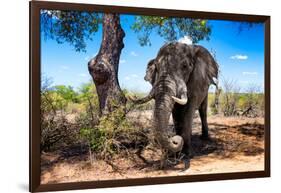 Awesome South Africa Collection - African Elephant-Philippe Hugonnard-Framed Photographic Print